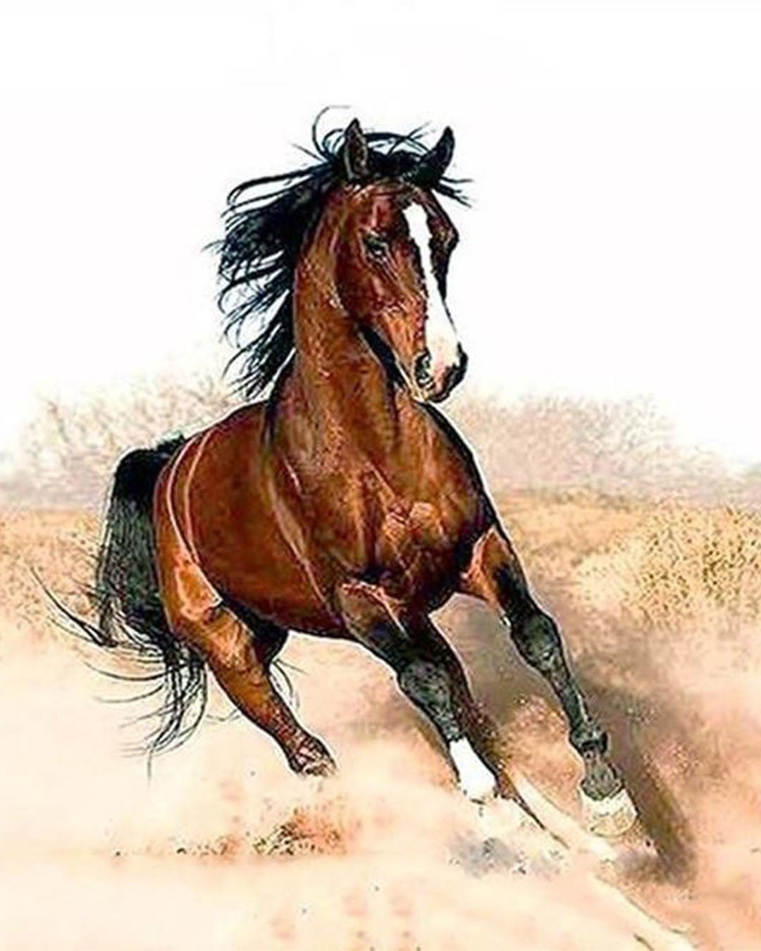 Untamed Spirit paint by numbers kit