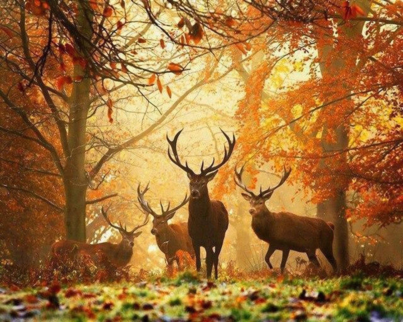Autumn Majesty paint by numbers kit